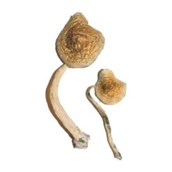 mdma sex stories