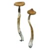 buy psilocybe mushroom