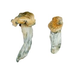buying psychedelic mushrooms online