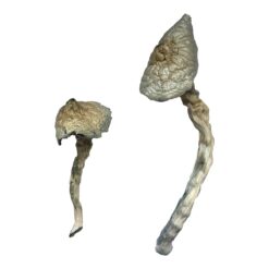 buy acid online​